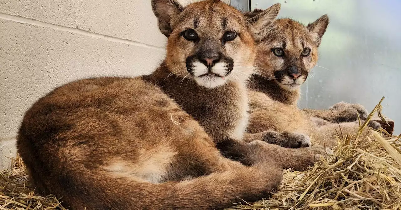 Oakland Zoo's rescued mountain lions moving to 'furrever' SoCal home