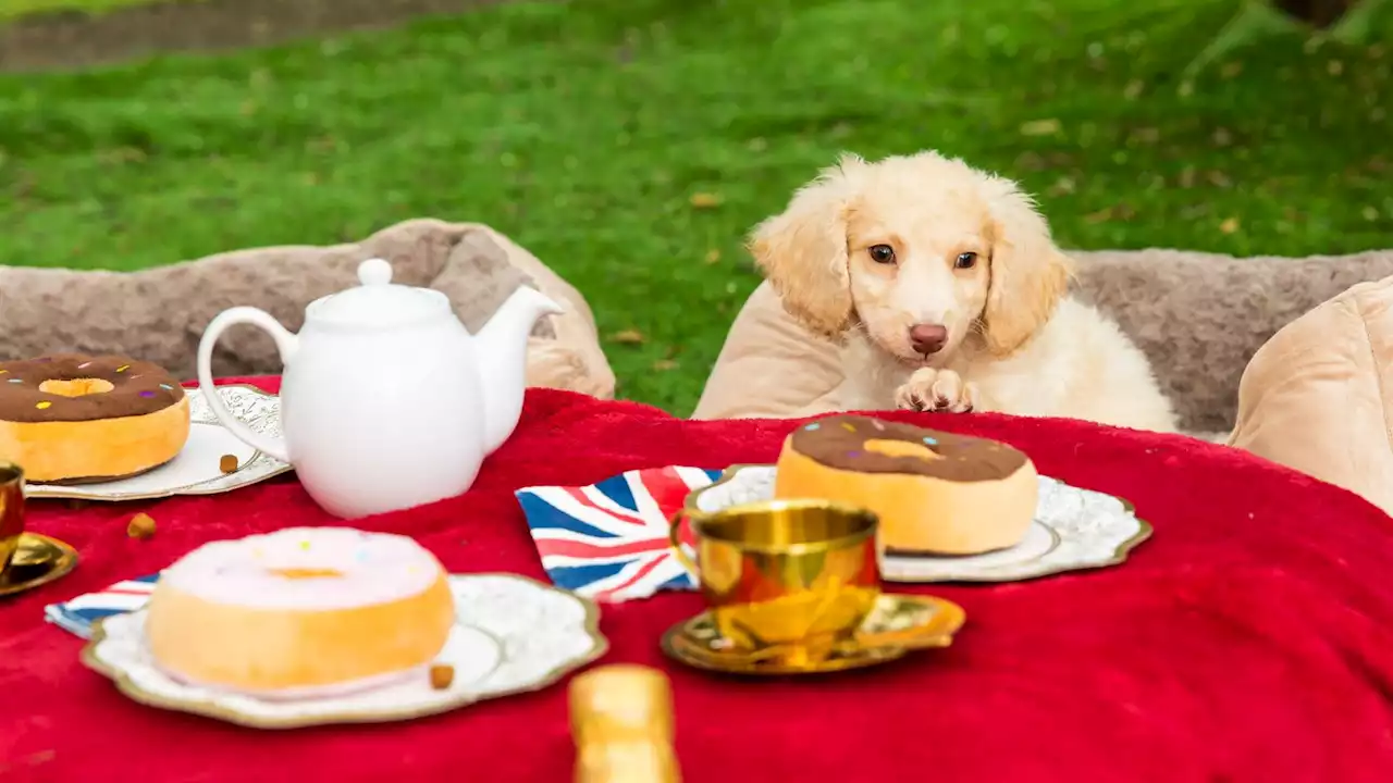 Cardiff rescue shelter holds dog-friendly coronation party for its furry residents