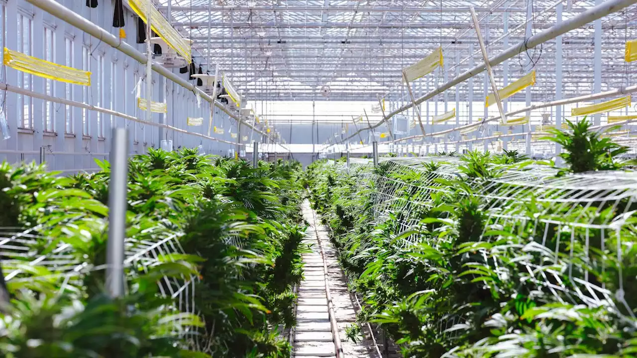 Podcast takes a look at Arizona's largest cannabis greenhouse