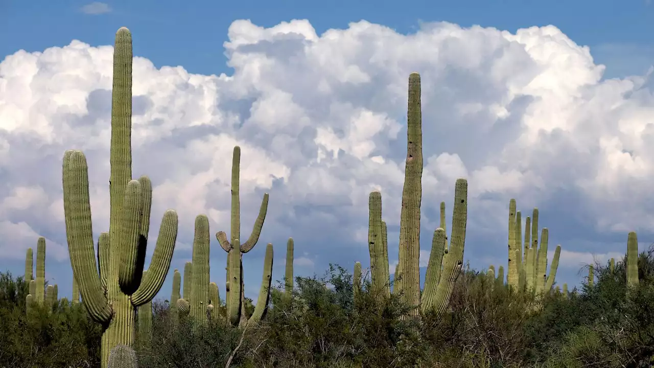 Tucson's April: Warmer than normal and bone dry