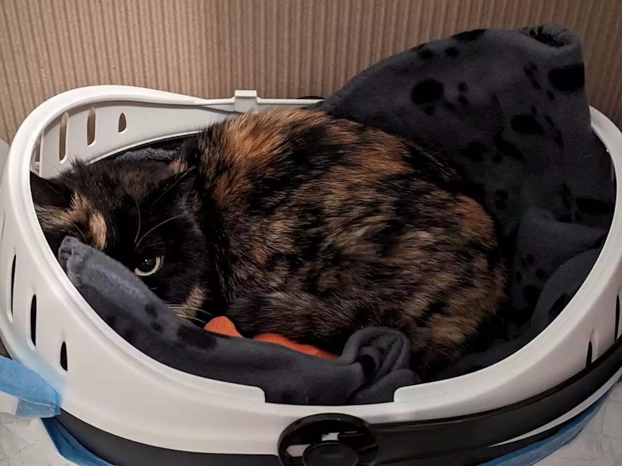 Precious cargo: Cat found in box mailed from overseas, says B.C. SPCA