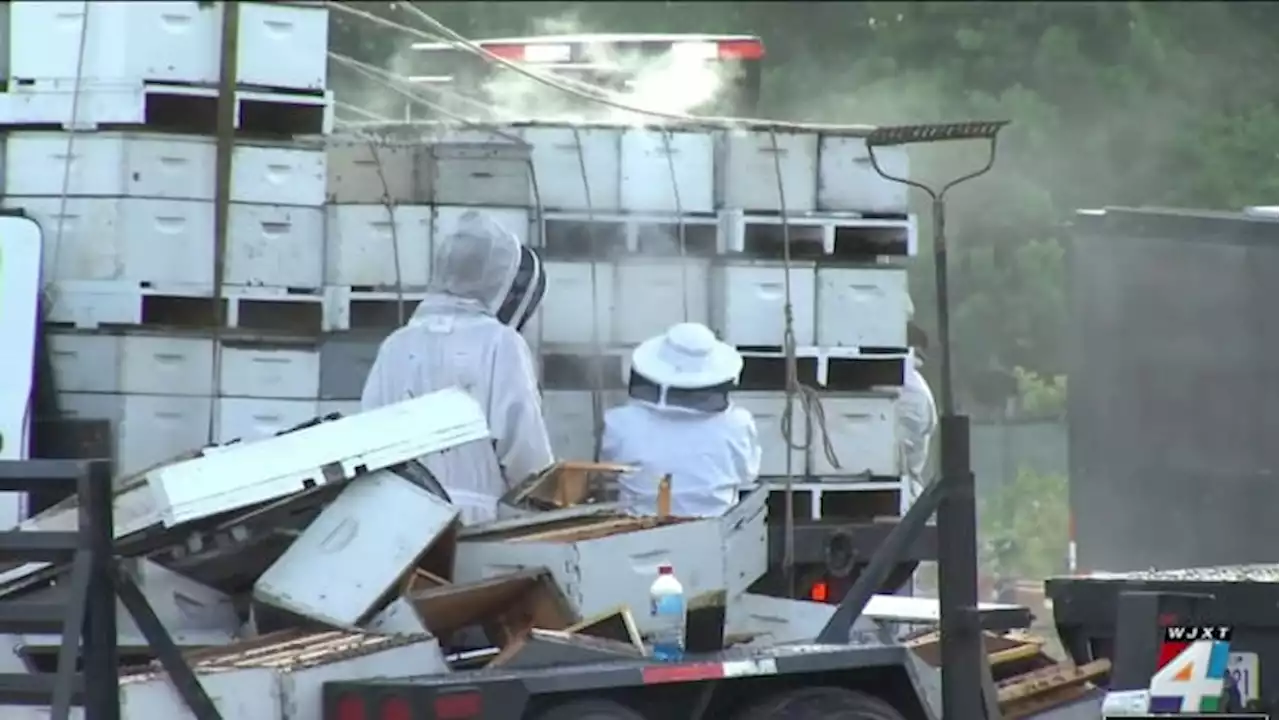 ‘Sticky situation’ on US 301 when truck hauling beehives, semi crash in Duval County