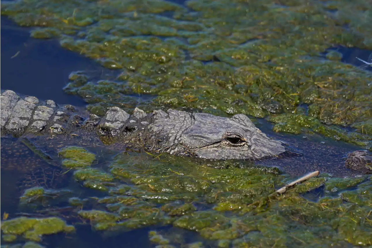 Una babilla fue vista paseando por el Parque del Agua en Santa Marta