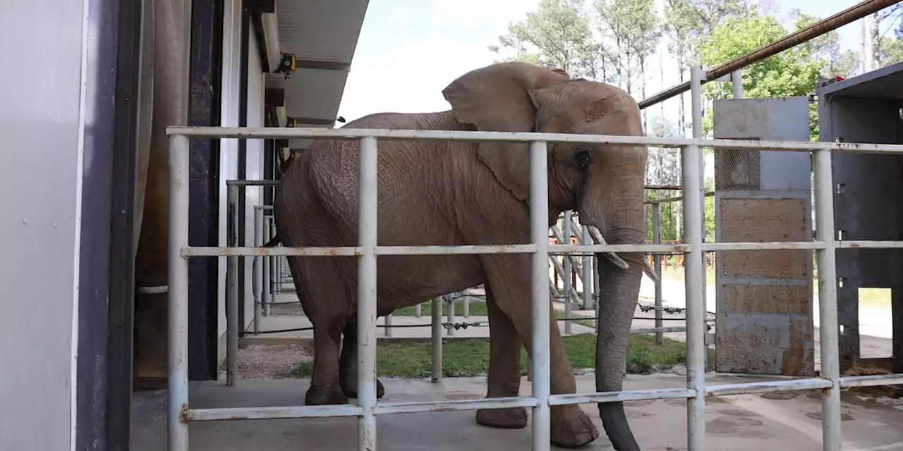 Jana the elephant moved to sanctuary from Tennessee zoo