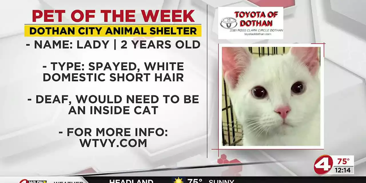 Pet of the Week: Lovely Lady