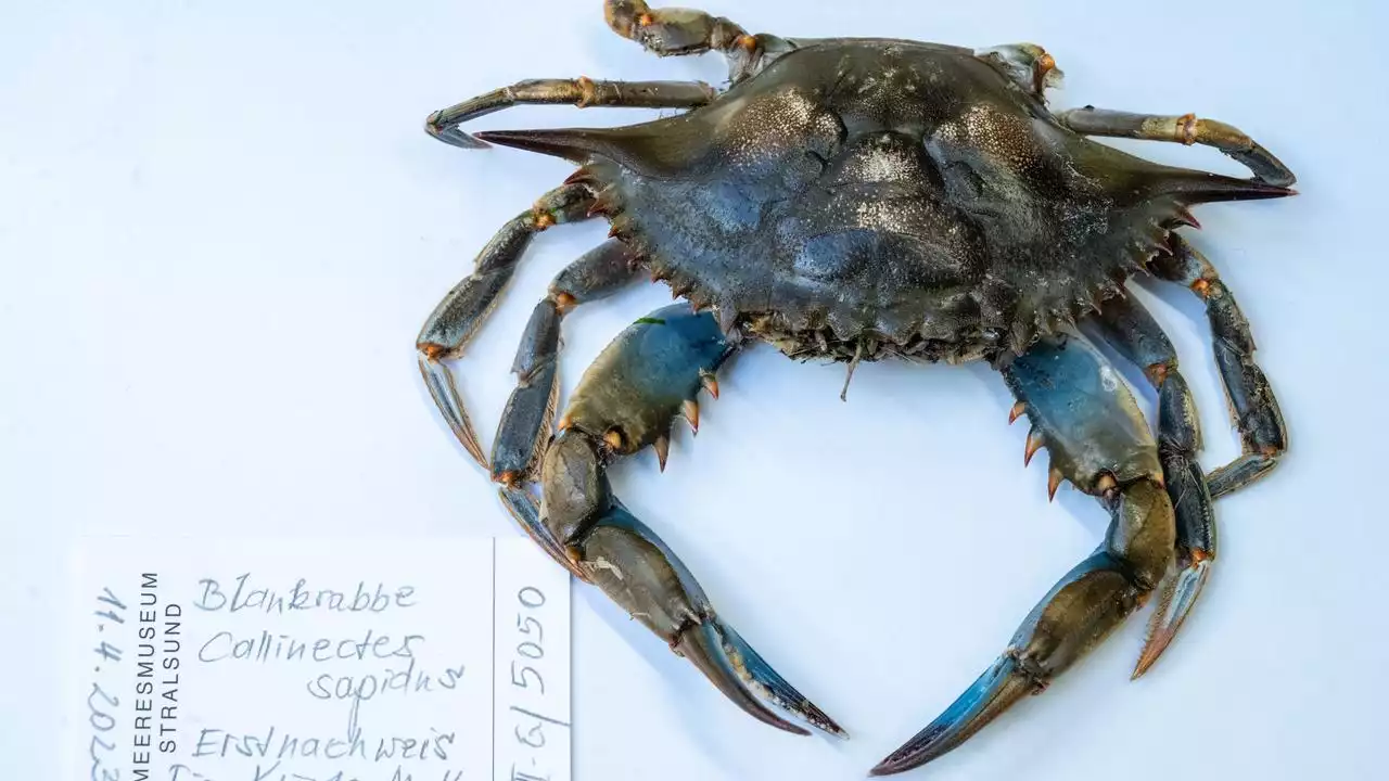 Südliche Ostsee: 'Sensationsfund': Blaukrabbe auf Usedom