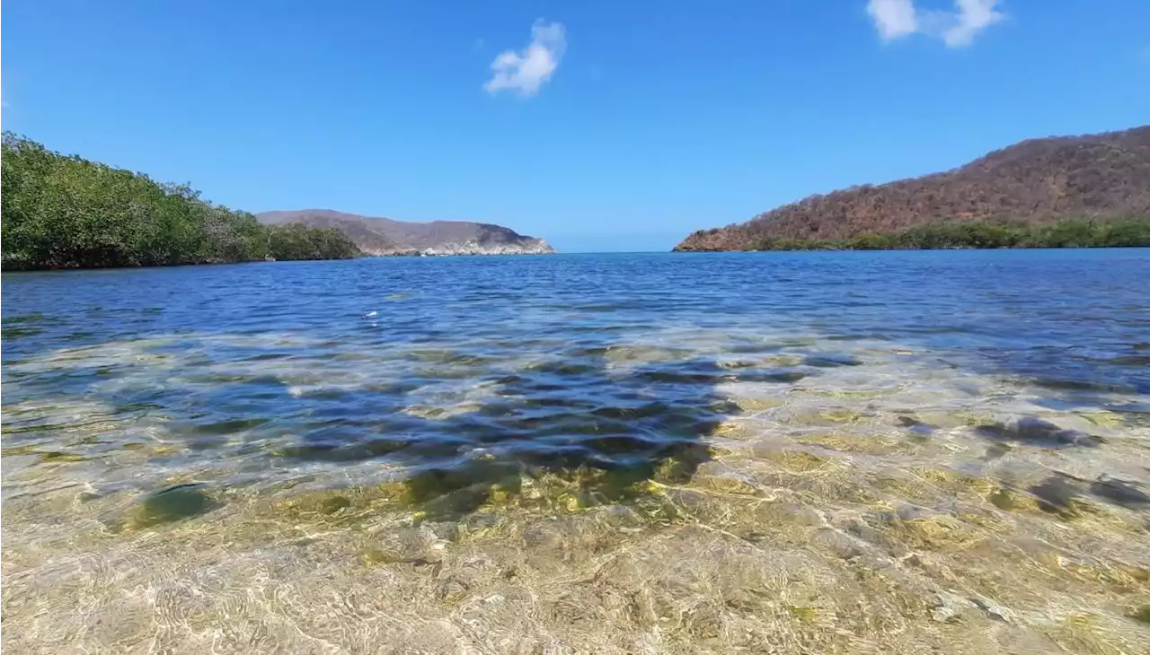 Descubren coexistencia entre corales y manglares en una playa del Tayrona