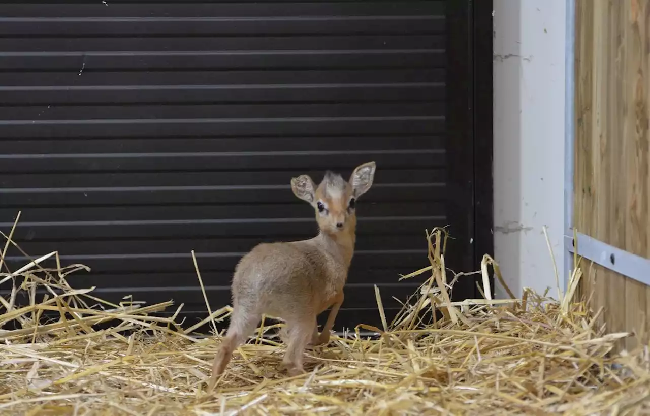 Un bébé dik-dik naît au zoo de Branféré en Bretagne