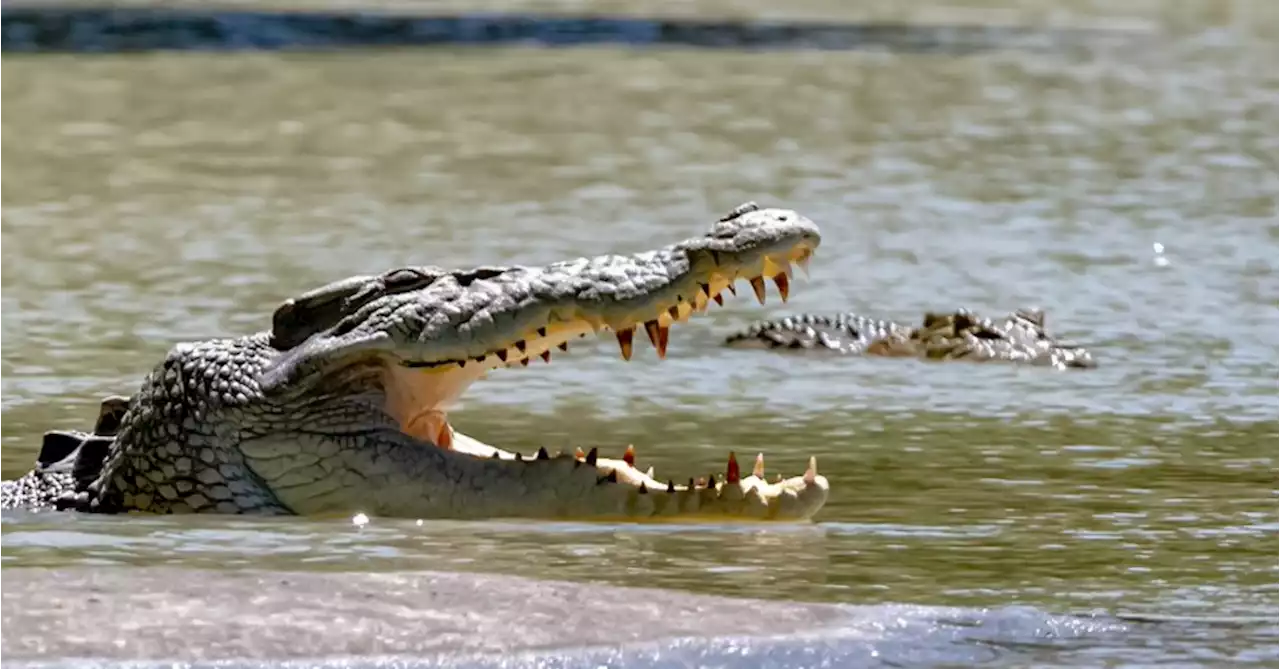 Aussie describes incredible moment he pulled own head free from croc's jaws