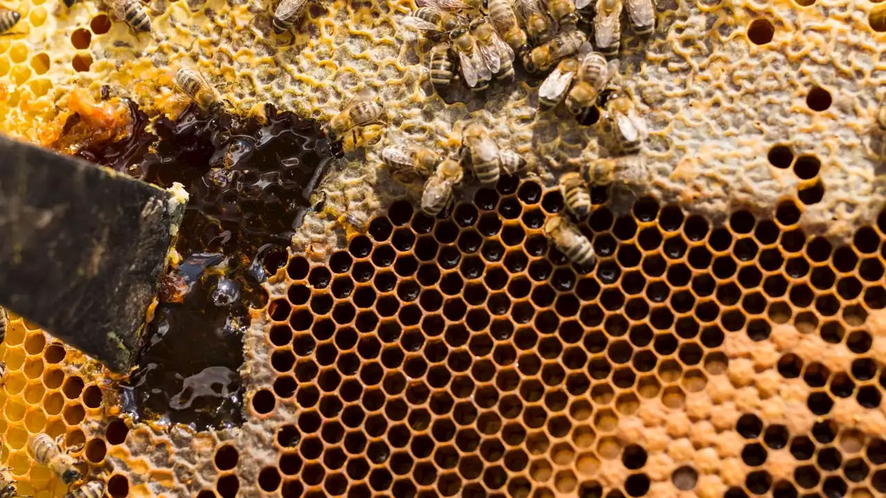 Los dueños de una casa de Covelo (Pontevedra), desesperados por una plaga de abejas