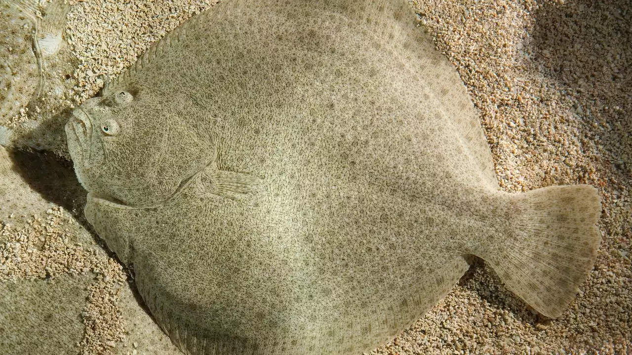 Se descubre por qué el rodaballo es plano