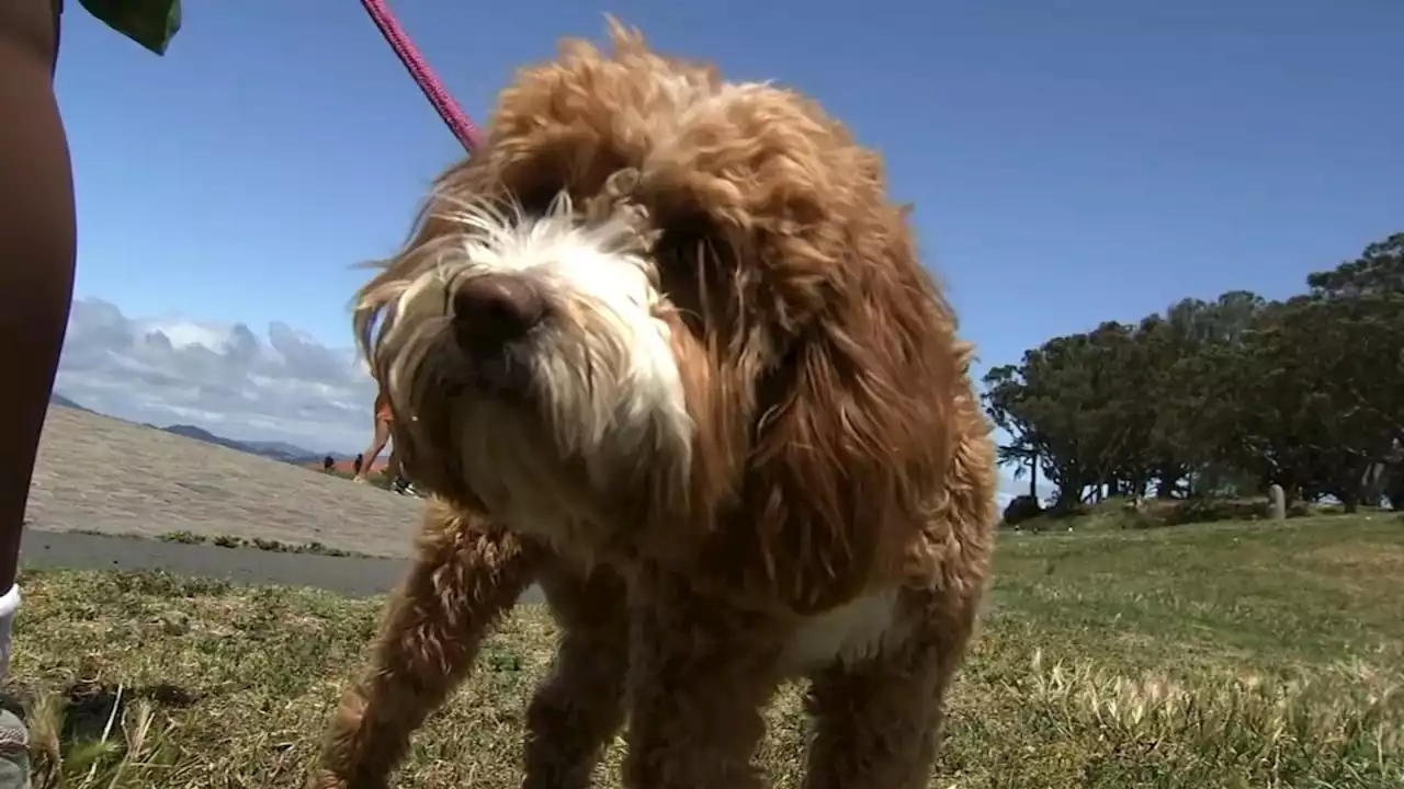 EXCLUSIVE: San Francisco dog owner says pet ate opioid-tainted human feces at local park