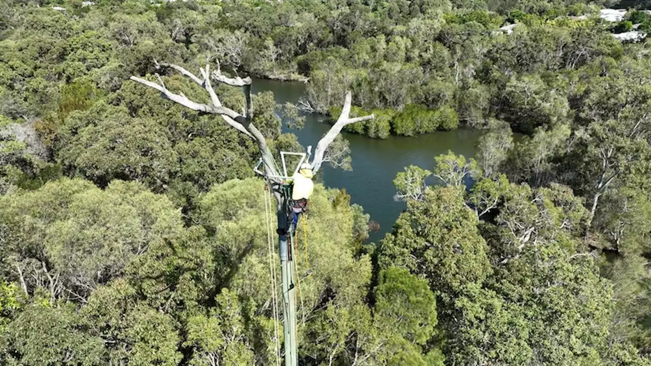 'Huge relief' as osprey pair accepts man-made home, perched '25m in the air'