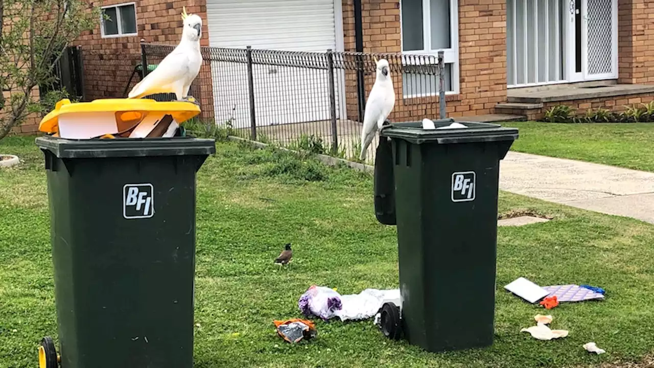 Sydney council to crack down on bin-raiding cockatoos and prevent rubbish spill