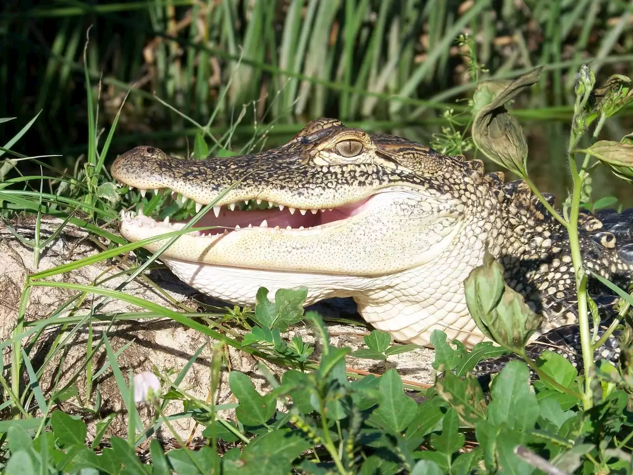 Alligator hunting season opening soon in Alabama: How, when to register