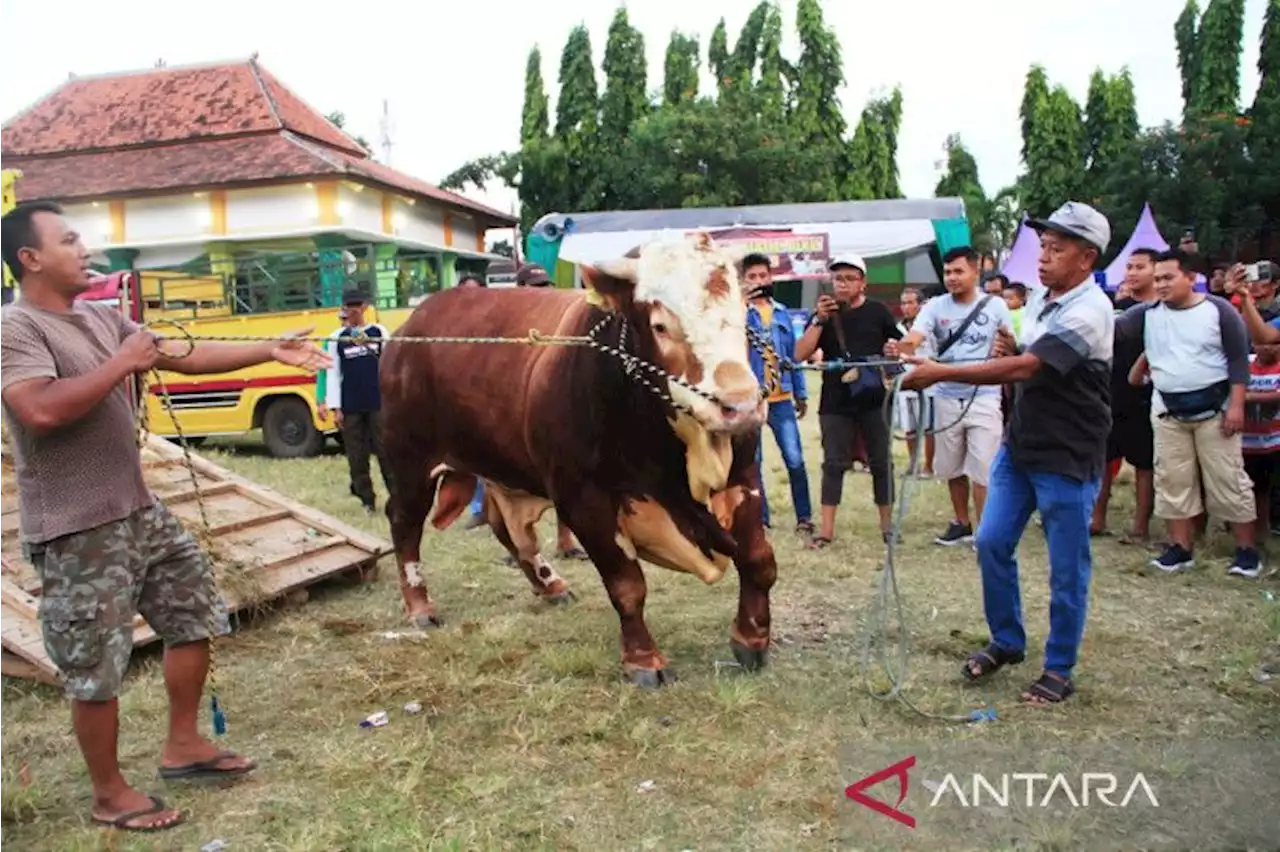 Pemkab Situbondo gelar kontes ternak untuk tingkatkan nilai jual sapi