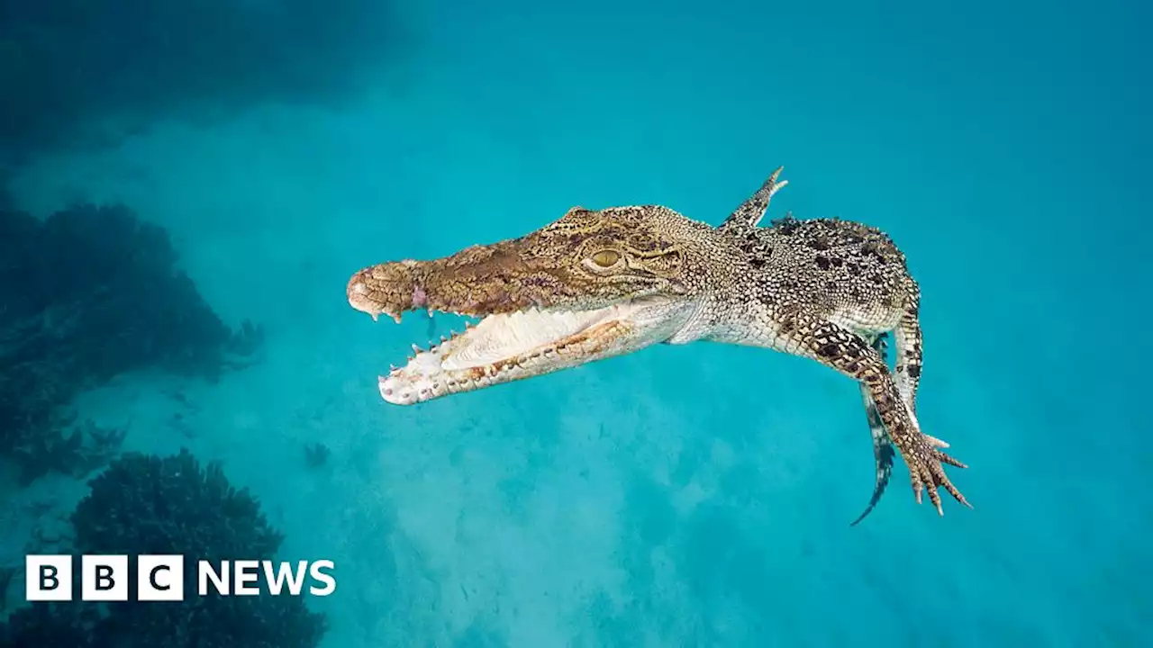 Man prises crocodile's jaws off his head at Australian resort