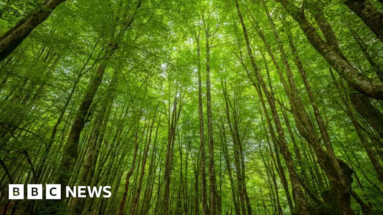 Carnfunnock: County Antrim woodland planted to help lock up carbon