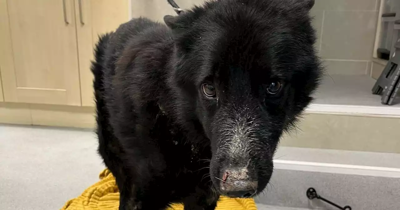 Dog found dumped in Newry was so neglected he had to be put to sleep