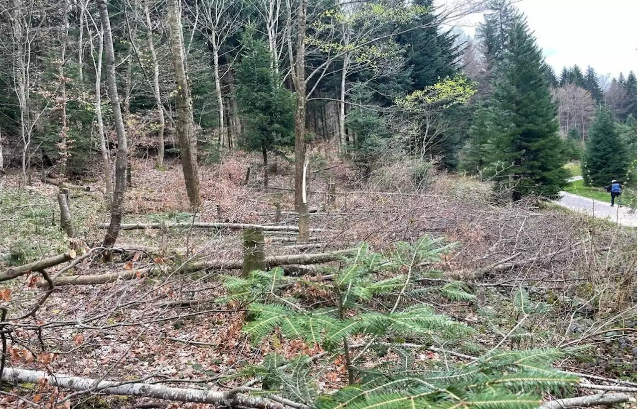 Rentner fällt illegal über 100 Bäume am Üetliberg