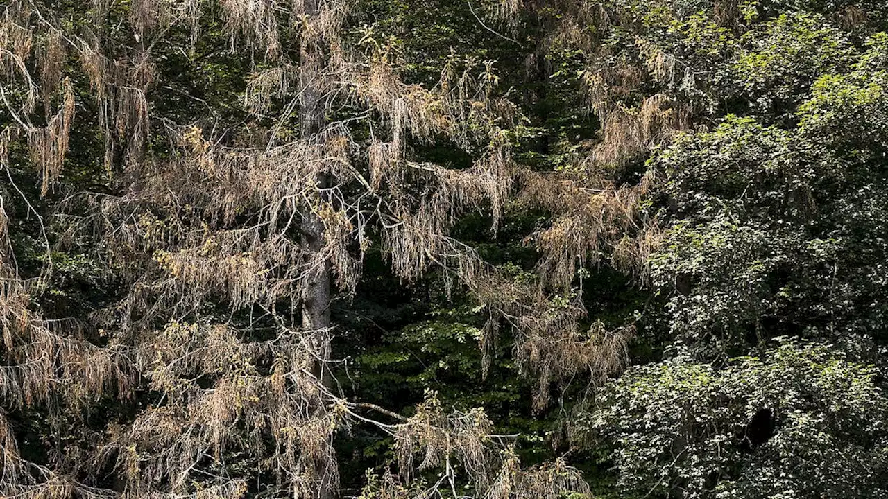 Schweizer Wald leidet stark unter Hitze und Trockenheit