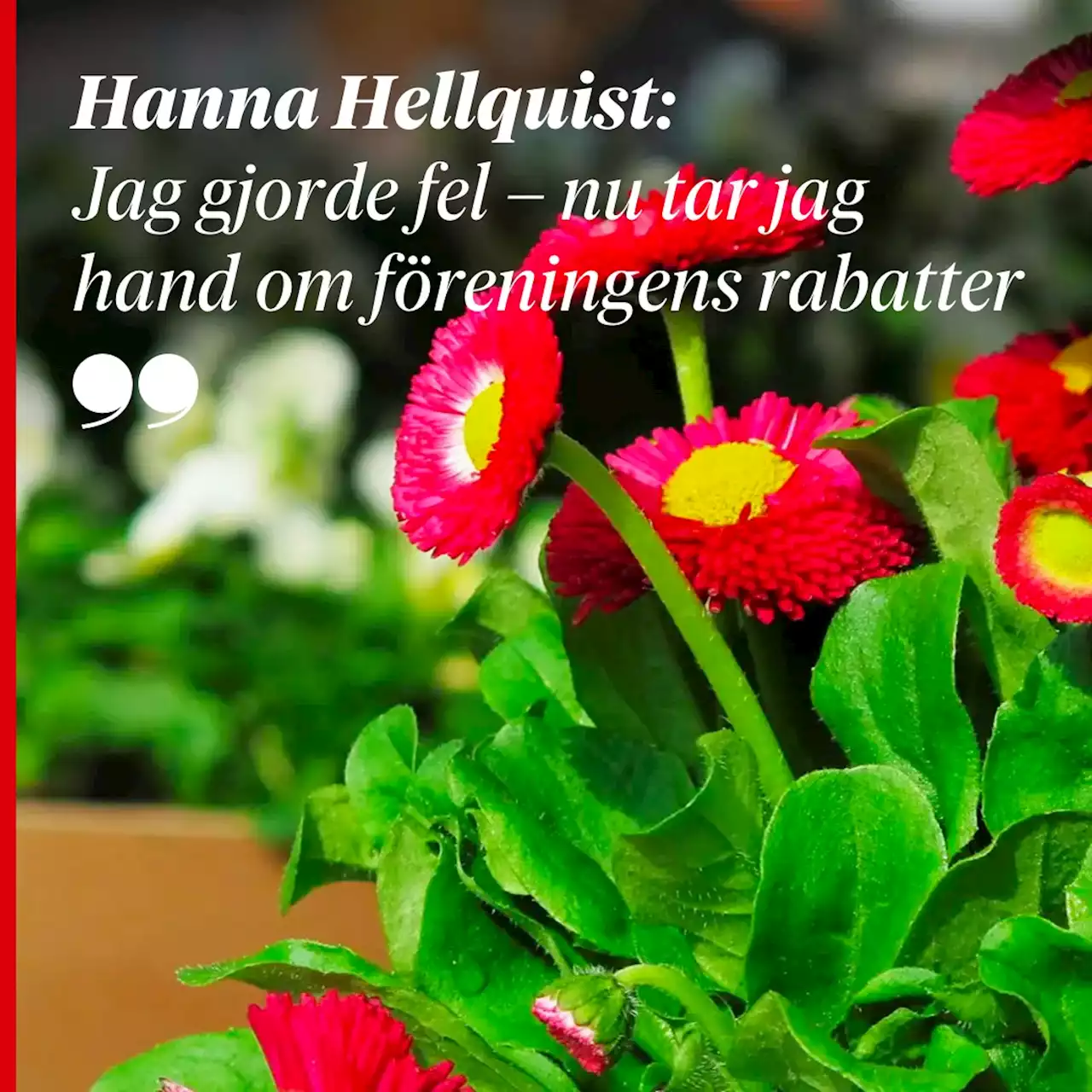 Hanna Hellquist: Jag hade gjort fel och erbjöd mig genast att bli trädgårdsmästare