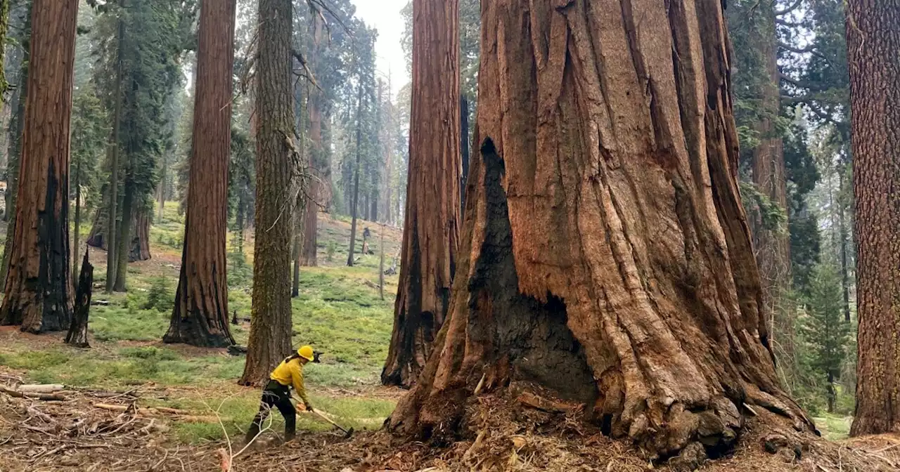 Old-growth forests, like the giant sequoias, are a secret climate weapon