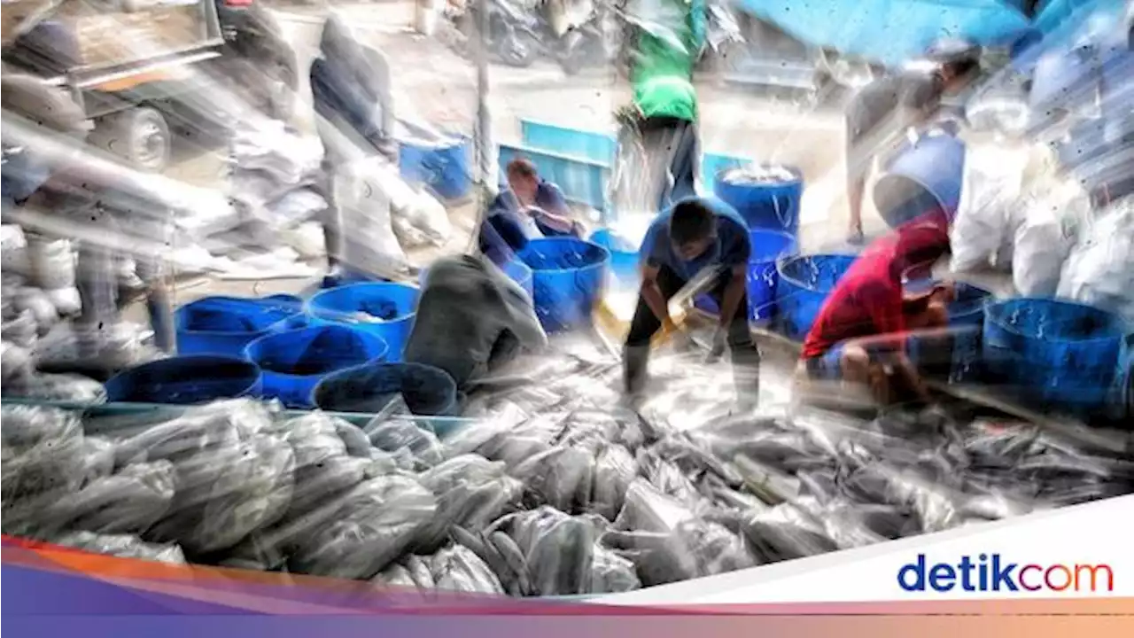 Nelayan Saran Ini Agar Aturan Kuota dan Zonasi Penangkapan Ikan Lebih Optimal