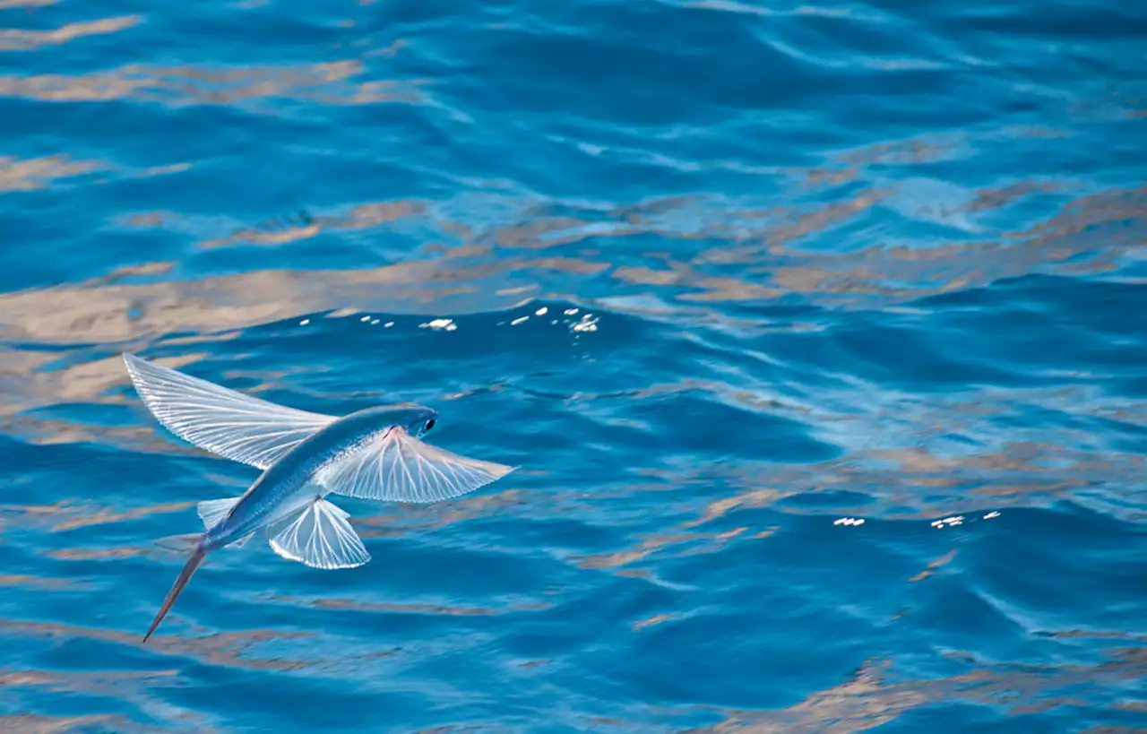 Do Flying Fish Really Fly?