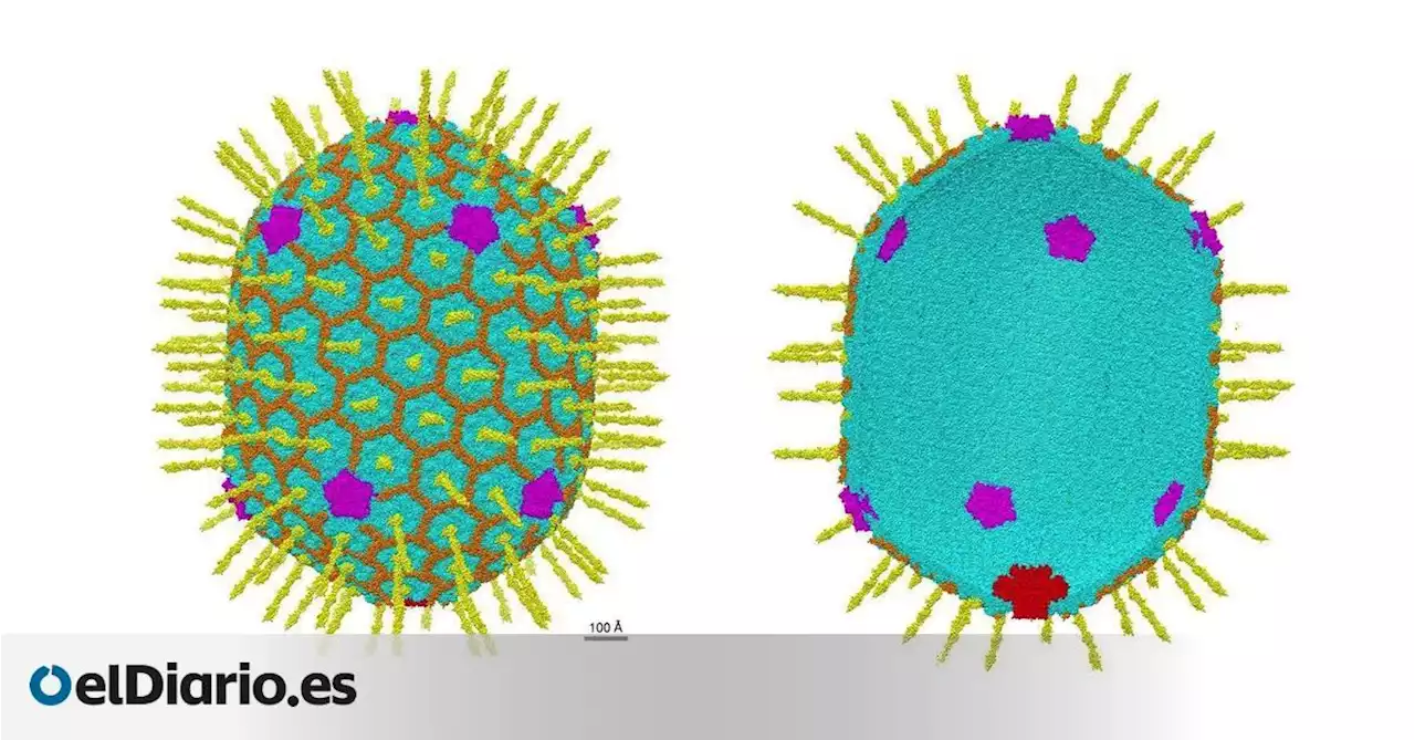 Diseñan un virus sintético para llevar terapia génica hasta las células