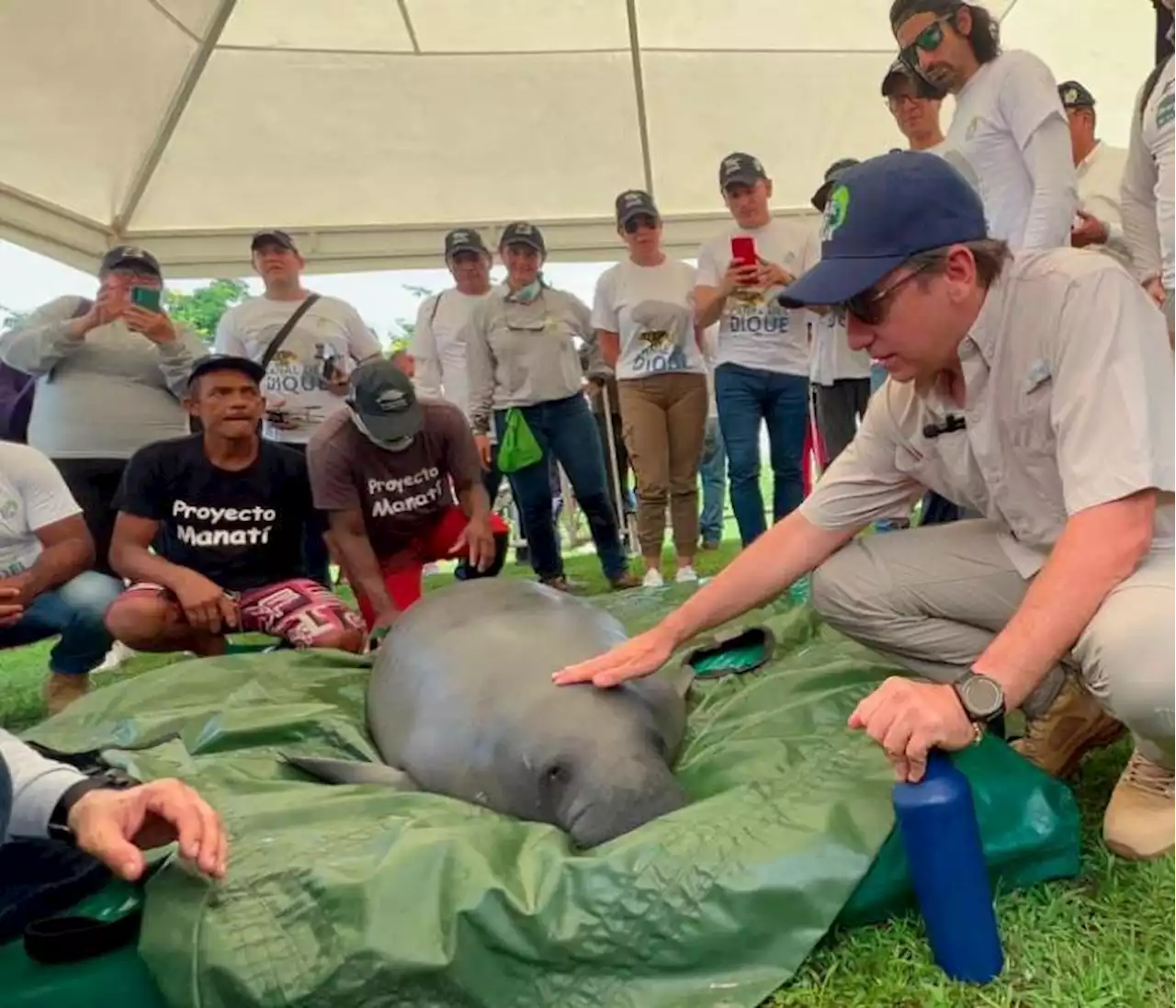 ¡Qué bonita labor! Liberan a manatí Carolina, rescatada en ciénaga de Mahates