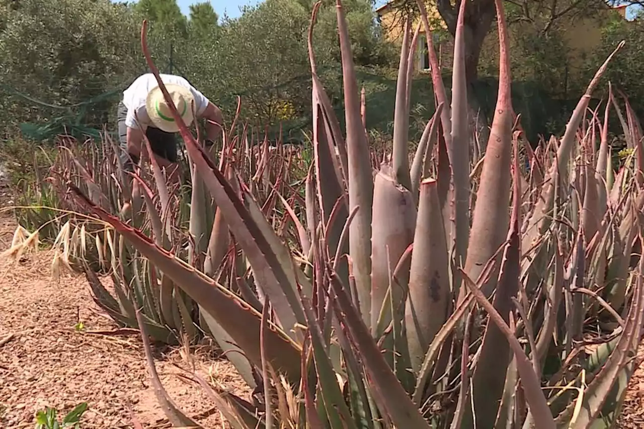 C'est une première en France : il cultive et transforme l'aloe vera