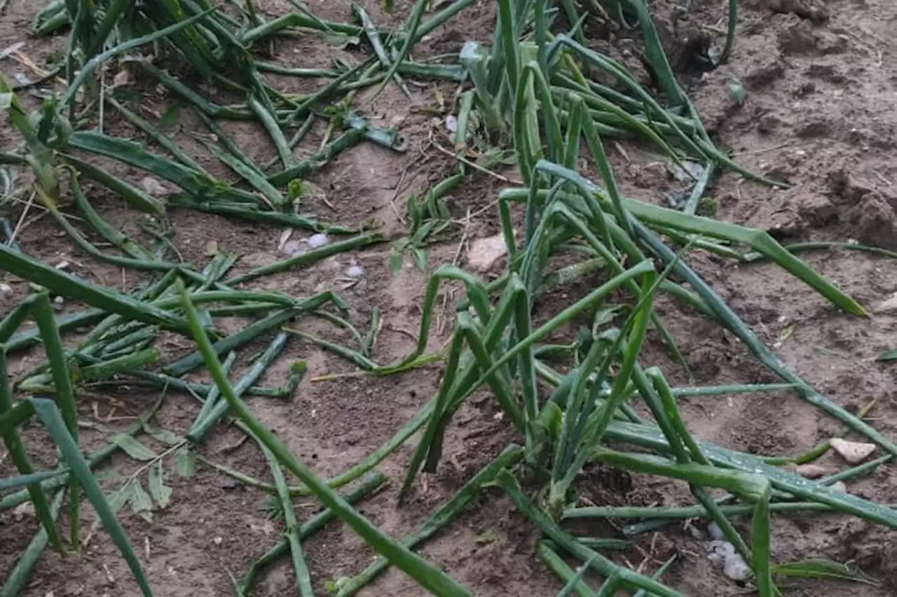 VIDEO. Orages : la grêle fait de gros dégâts dans des exploitations du Tarn-et-Garonne