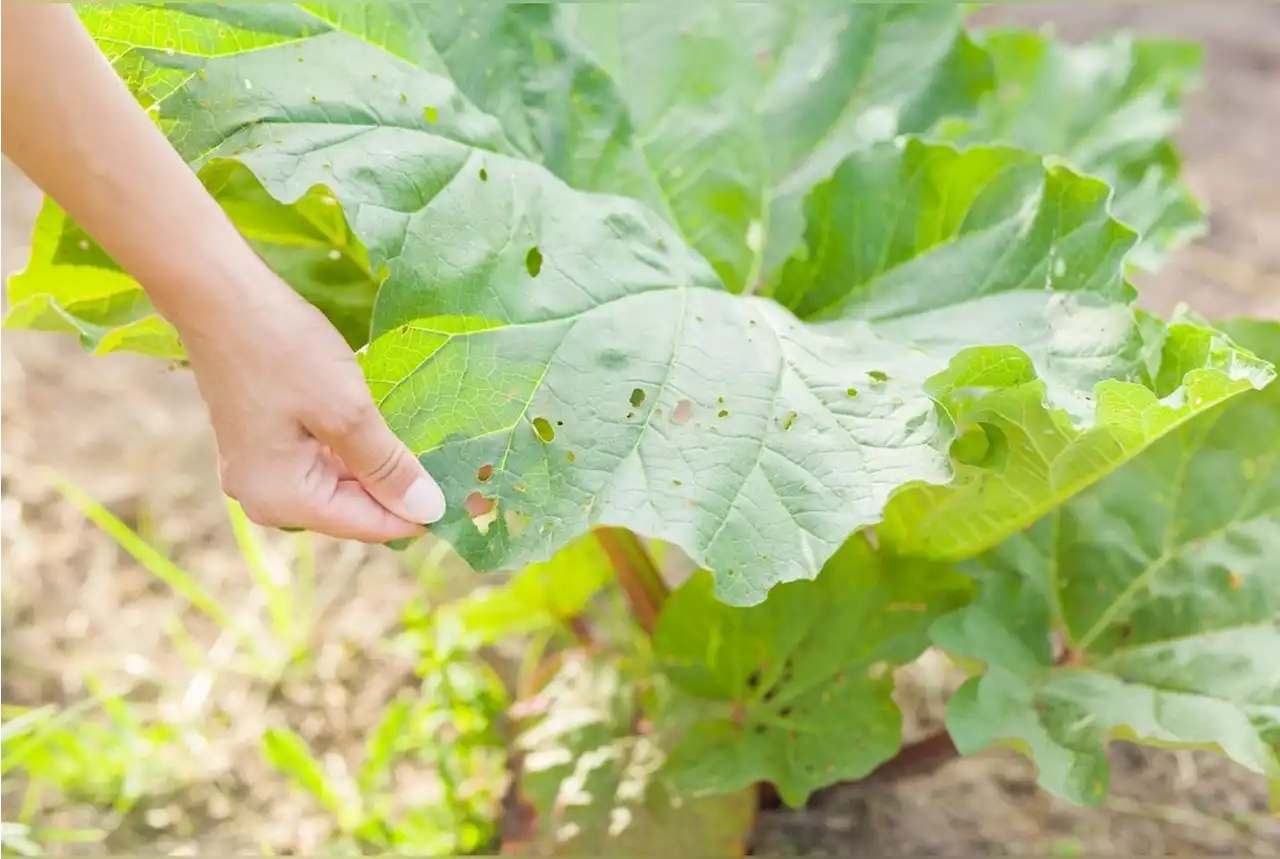 Les ravageurs du potager : comment les identifier et les éliminer naturellement