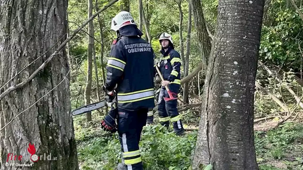 Bgld: Baum mit Säge und Greifzug in Schräglage versetzt → Katze gerettet