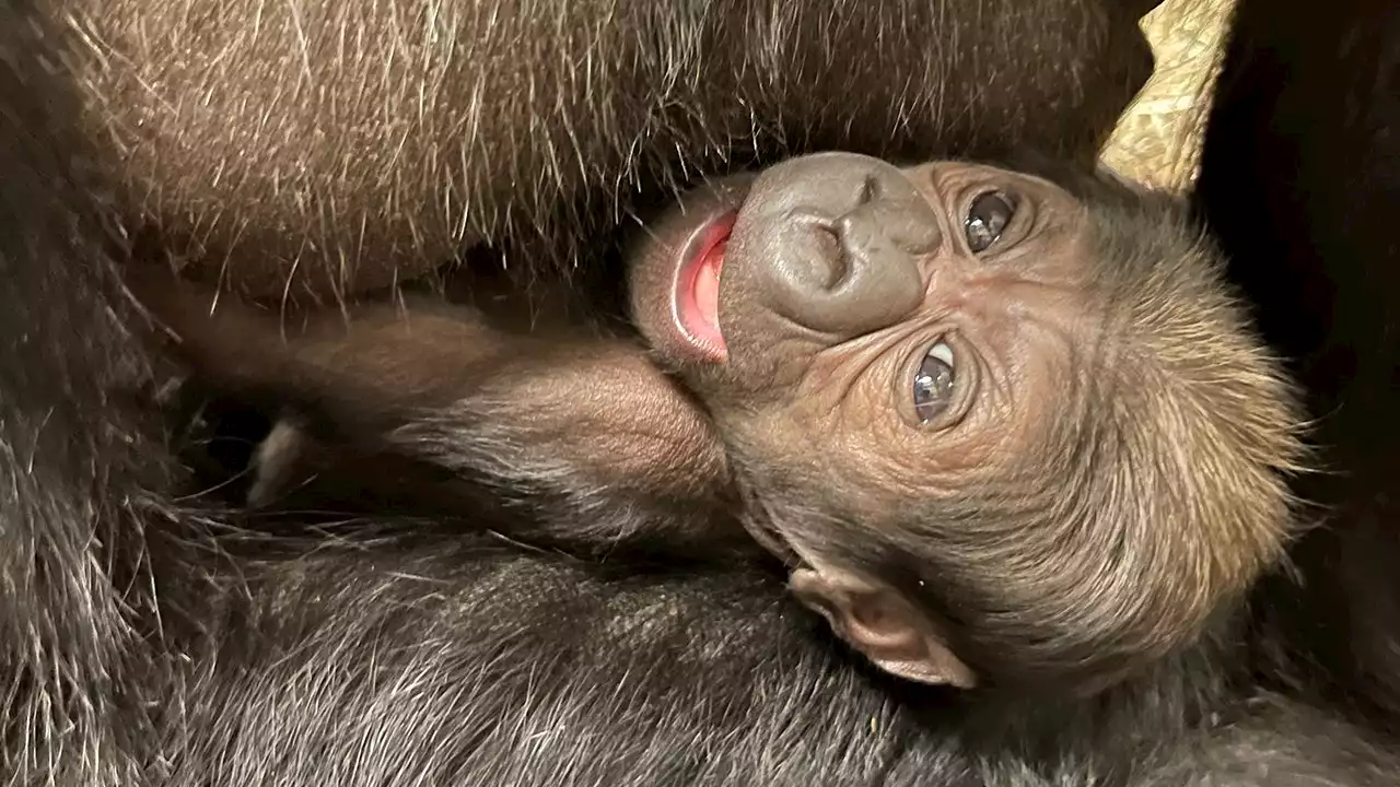 New addition at DC zoo: Baby gorilla is first to be born in five years, staff is 'overjoyed'