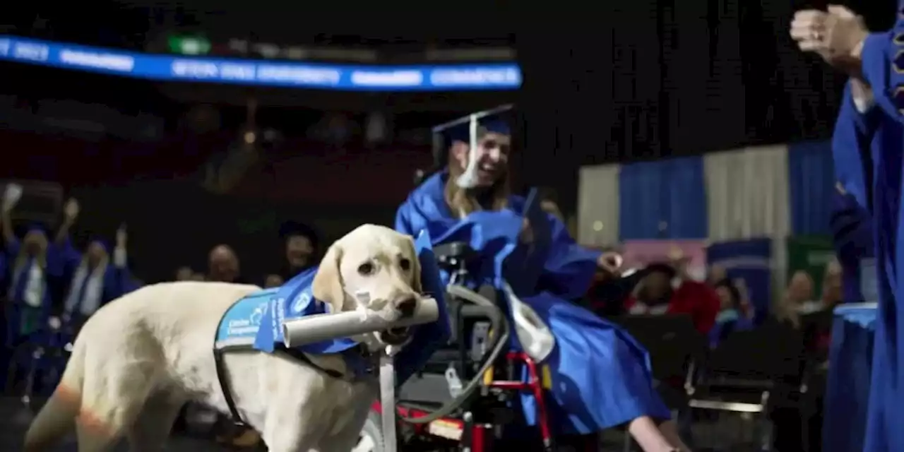 Service dog earns diploma at university graduation ceremony | Fox News Video