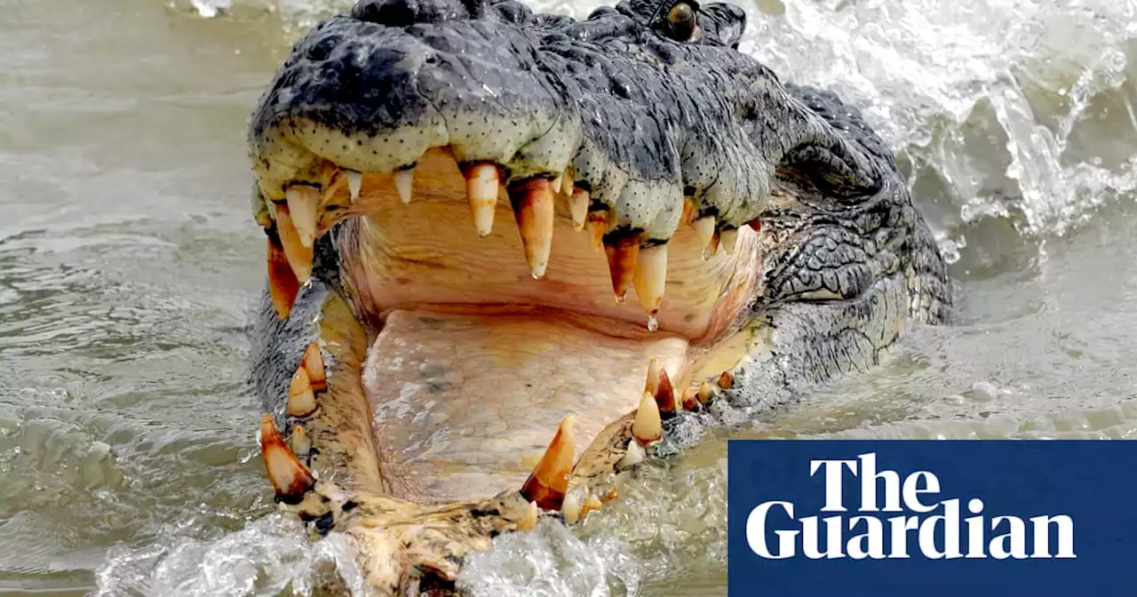 ‘Too big to handle’: Queensland man survives crocodile attack by prising jaws off his head