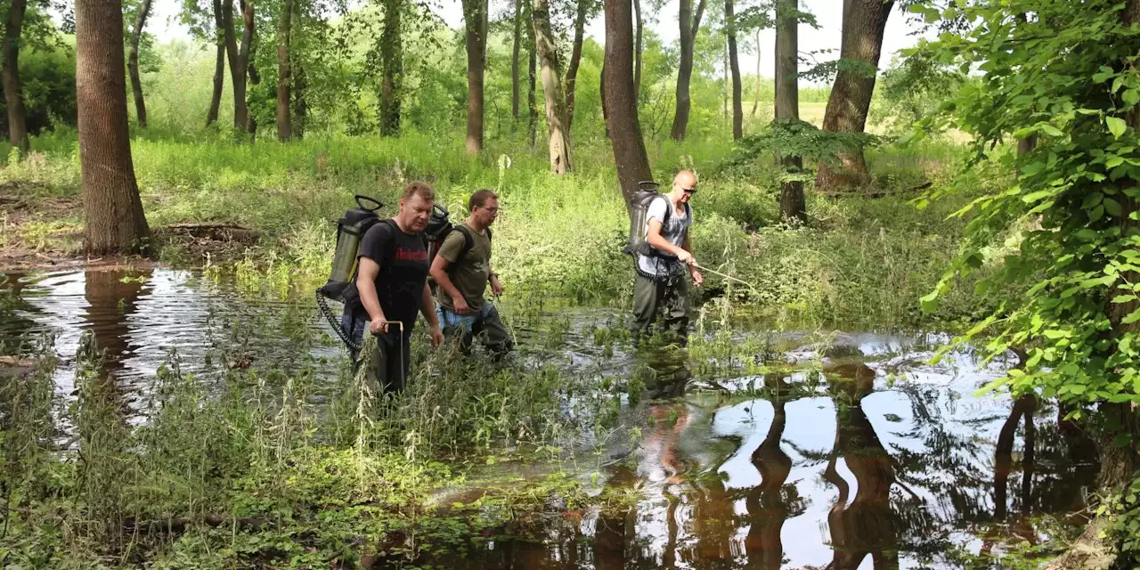 Gelsen-Jäger kämpfen gegen die Stechmückenplage