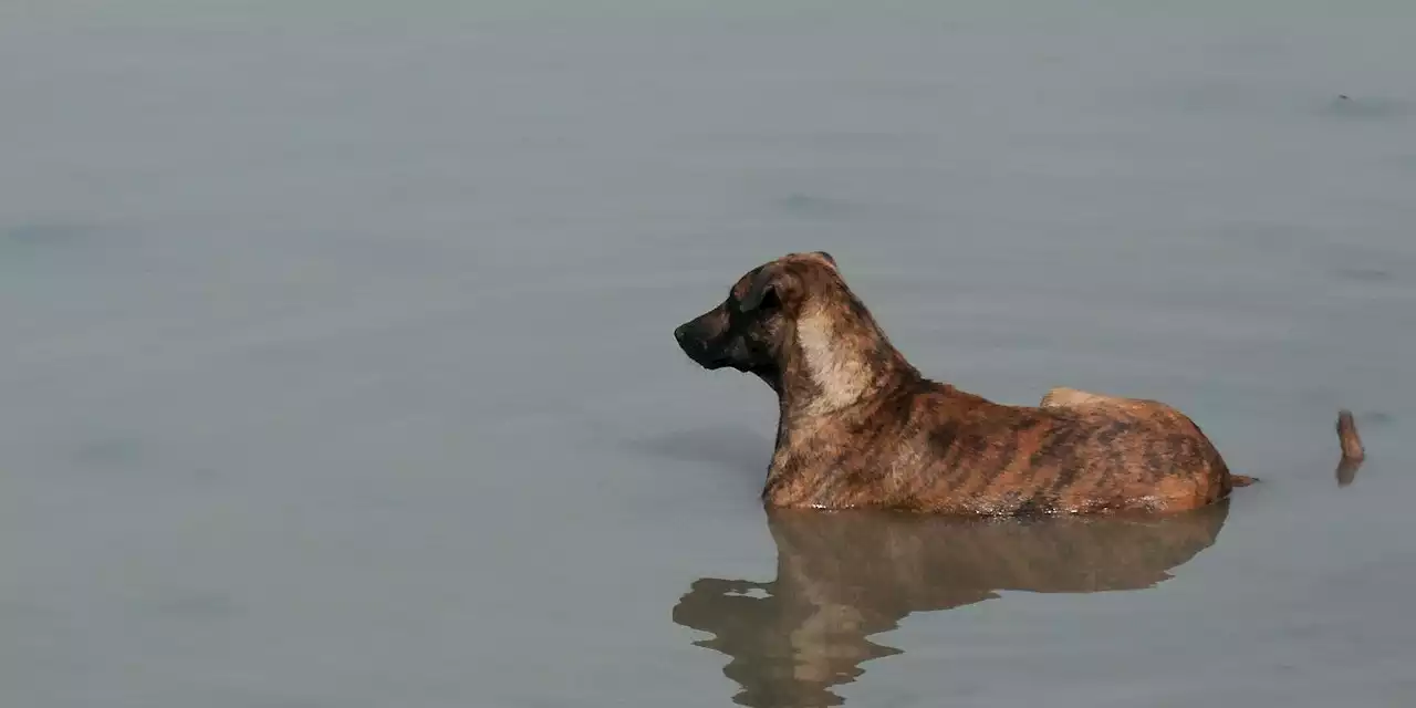 Geschwister ertrinken beim Baden ihres Hundes