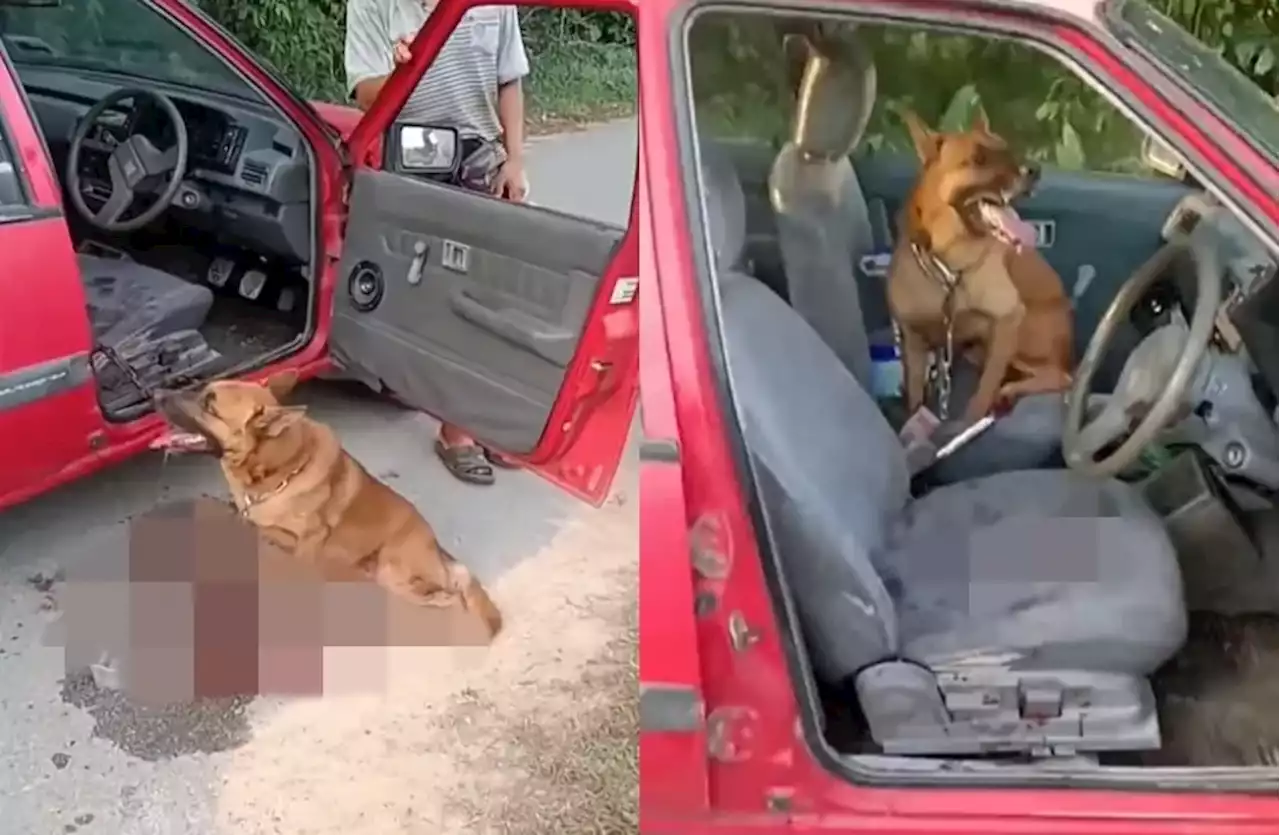 (Video) Man In Port Dickson Caught Dragging His Dog While Chained To His Car - Hype MY