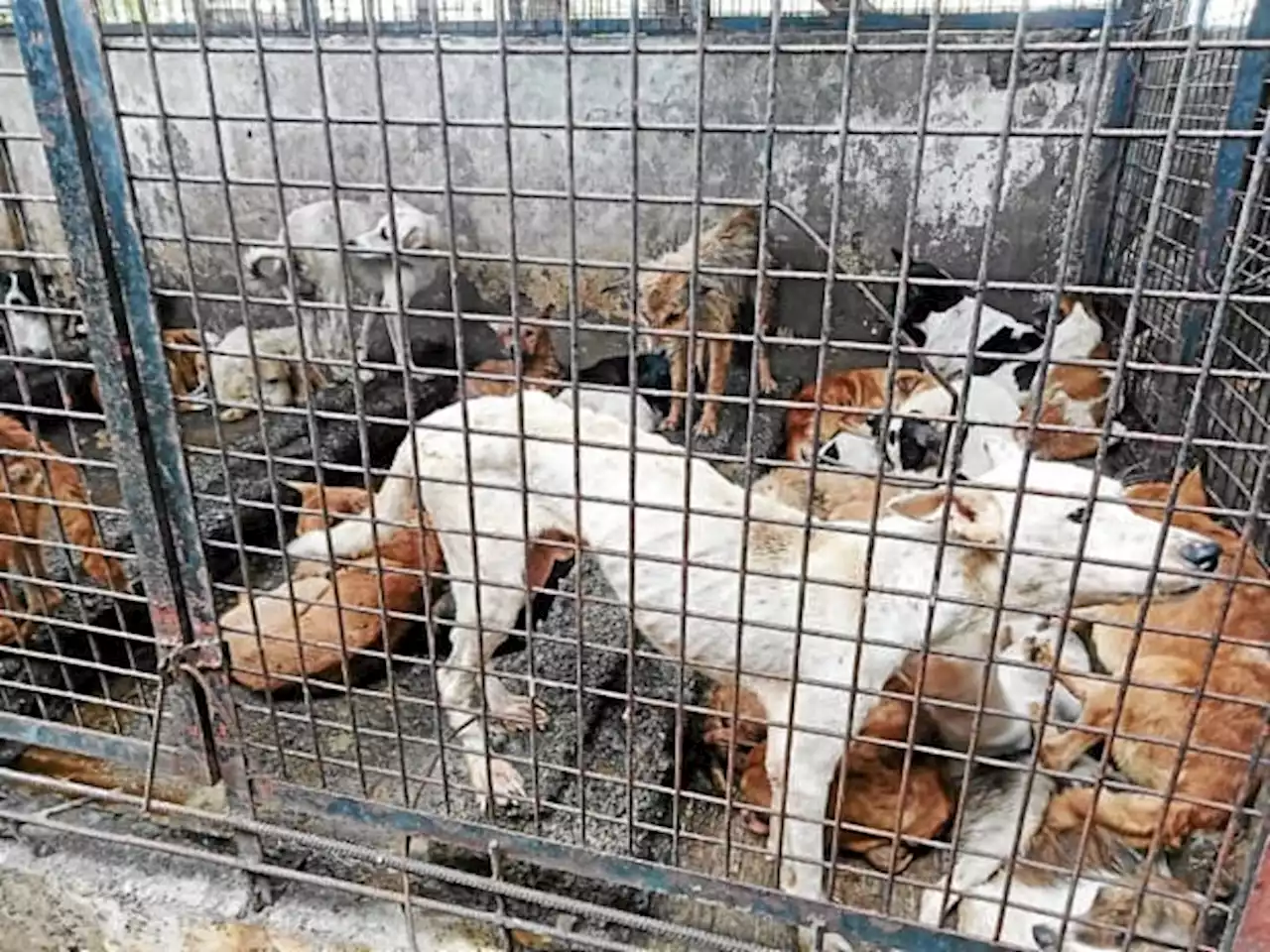 Sick, abandoned dogs in Cebu City face death