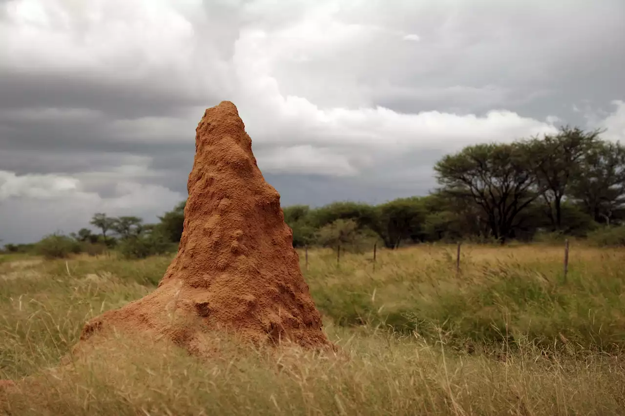 Breathing buildings: How termite mounds are inspiring sustainable architecture