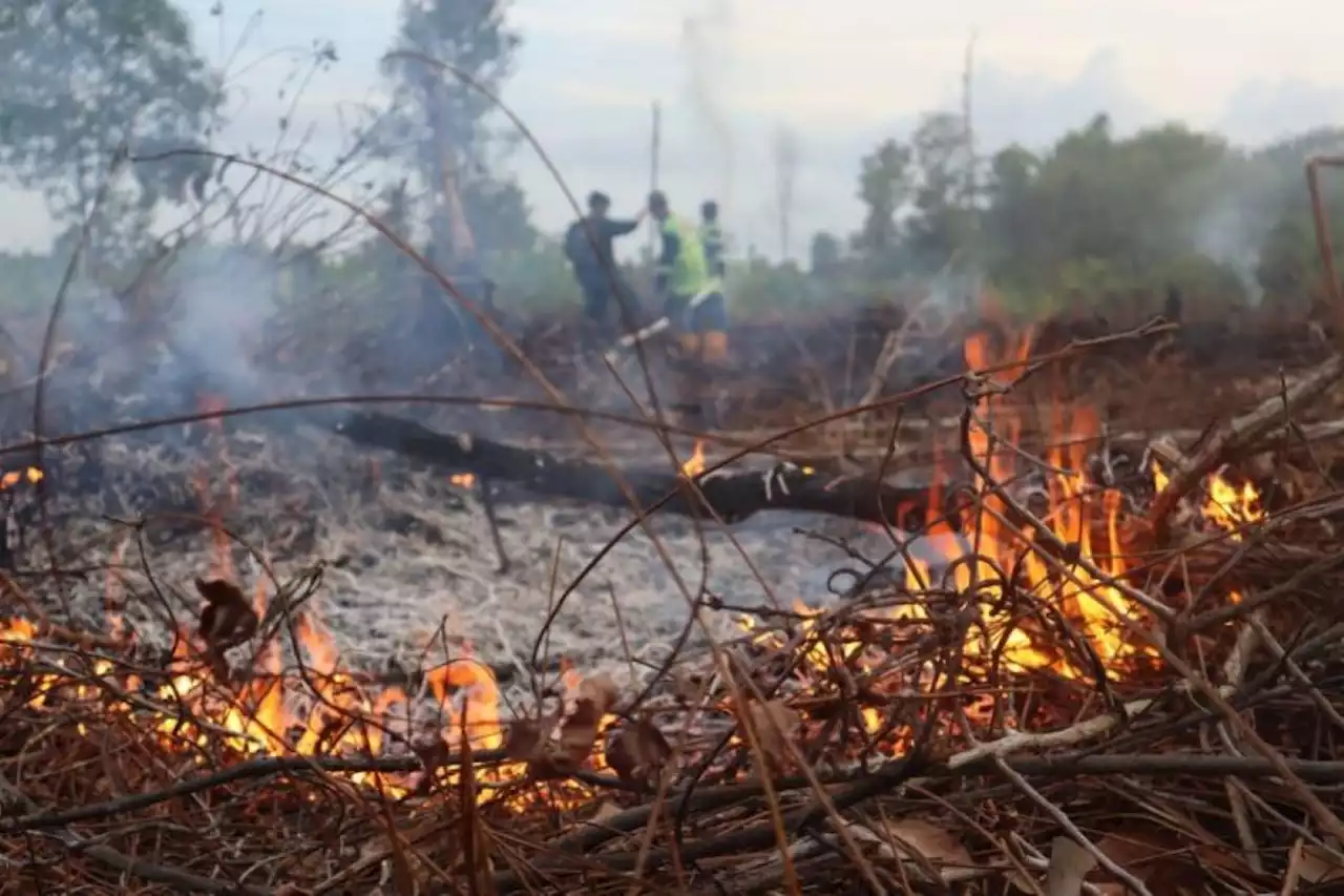 Dalam Sehari Ada 9 Hektare Lahan Terbakar di Palangka Raya