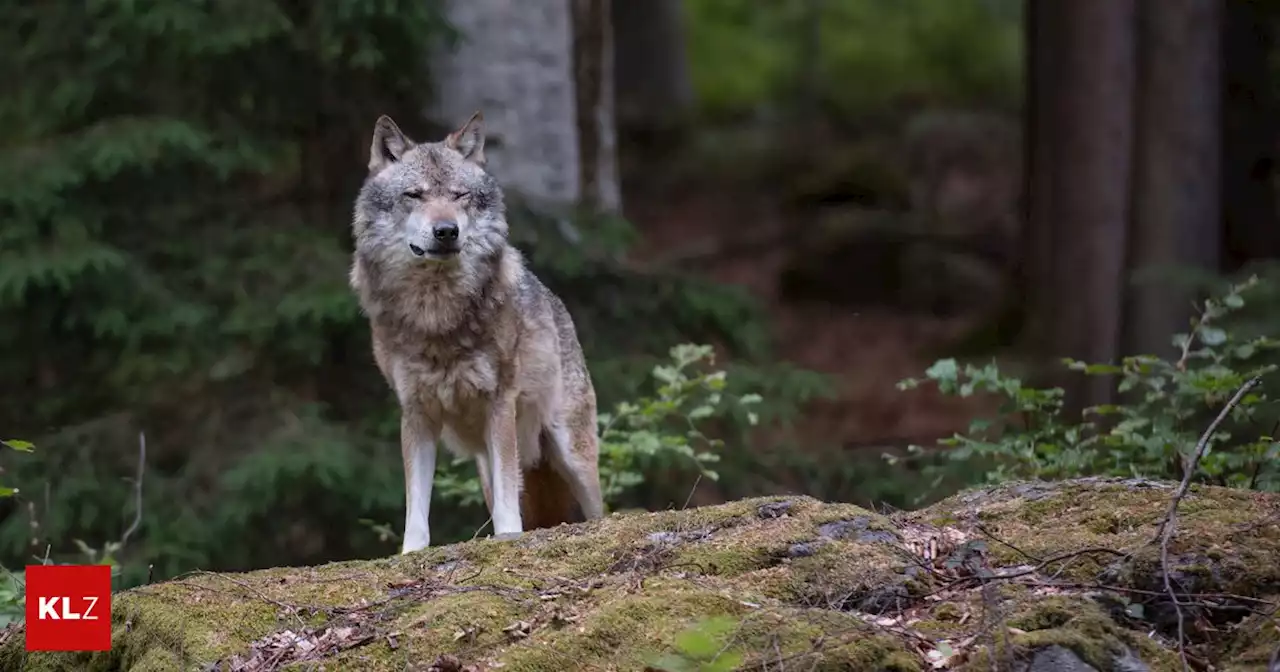 Vierter Abschuss - In der Nähe von Stall und Weide: Risikowolf erlegt