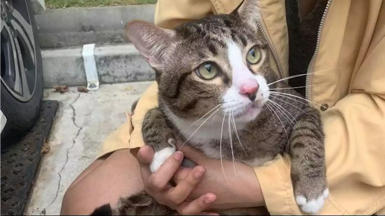 Kucing Bangkok Jatuh dari Lantai 6 Timpa Mobil, Kaca Pecah Berantakan, si Kucing Melenggang Santai