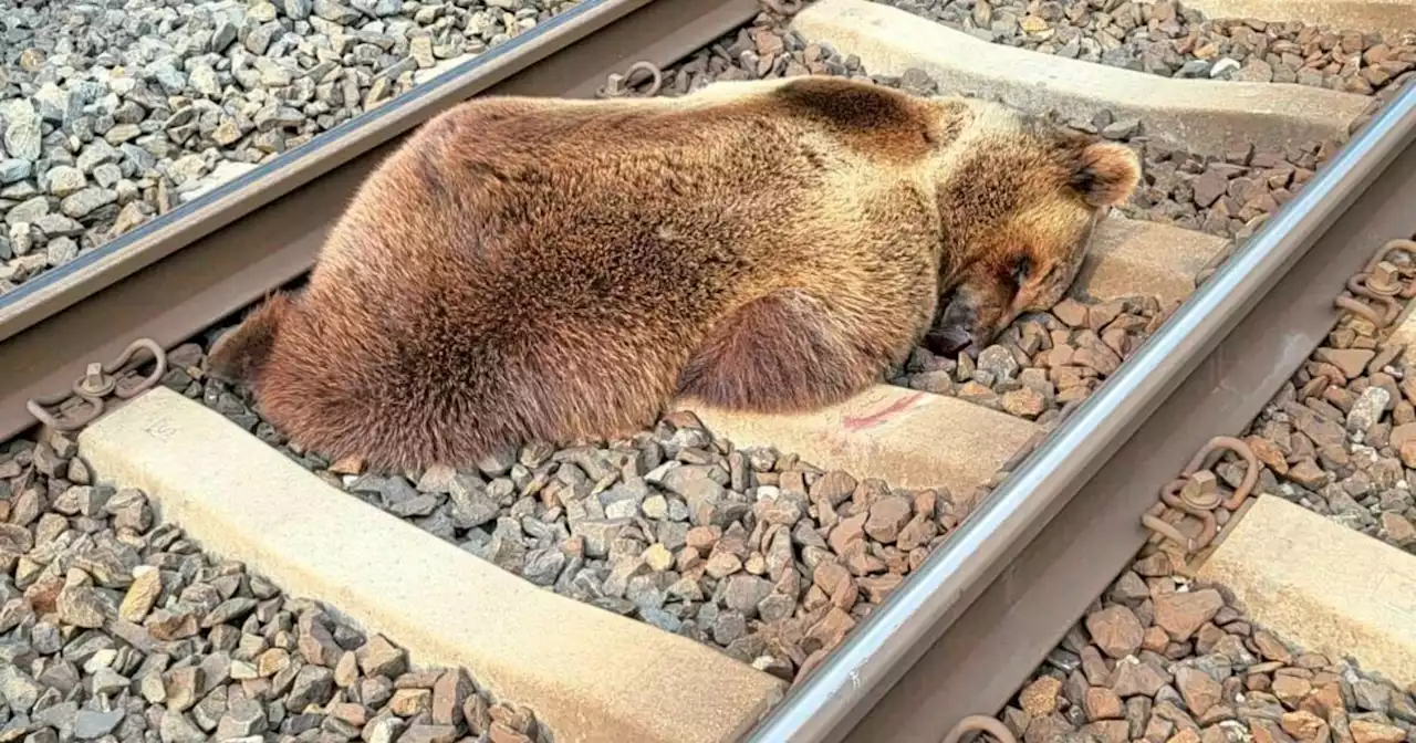 Behörden verdächtigen vom Zug getöteten Bären