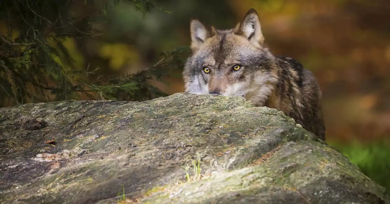 Kärnten: Vierter Wolf seit Inkrafttreten der neuen Verordnung abgeschossen