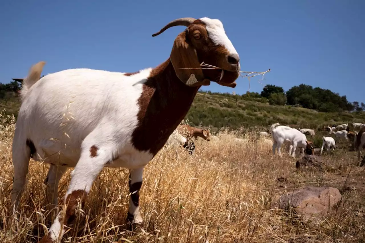 How California overtime law threatens the use of goats to prevent wildfires