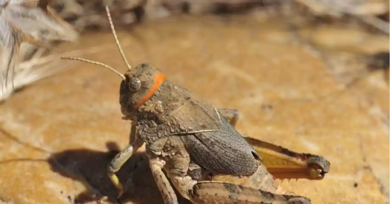 Environnement : à la rescousse du criquet de Crau, cet insecte en voie d'extinction